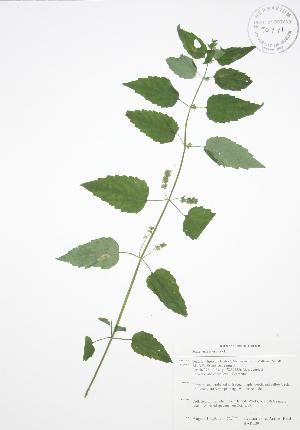  (Scutellaria lateriflora - BAR209)  @11 [ ] Copyright (2009) Steven Newmaster University of Guelph BIO Herbarium