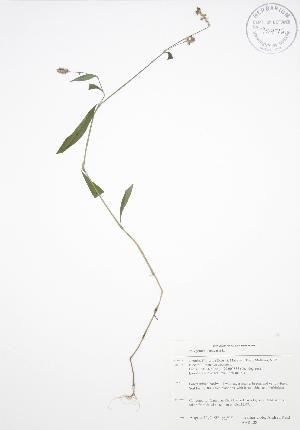  ( - BAR208)  @11 [ ] Copyright (2009) Steven Newmaster University of Guelph BIO Herbarium