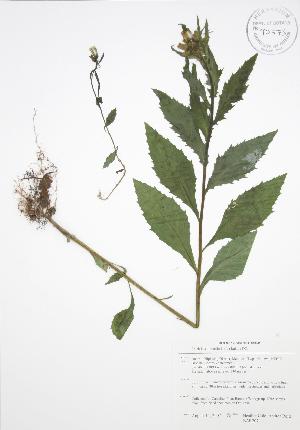  (Erechtites - BAR207)  @11 [ ] Copyright (2009) Steven Newmaster University of Guelph BIO Herbarium