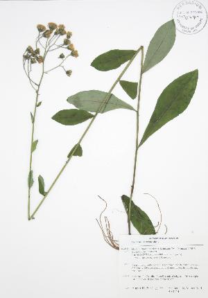  (Hieracium scabrum - BAR214)  @11 [ ] Copyright (2009) Steven Newmaster University of Guelph BIO Herbarium