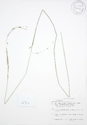  ( - BAR114)  @11 [ ] Copyright (2009) Steven Newmaster University of Guelph BIO Herbarium