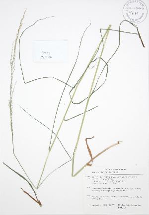  ( - BAR113)  @11 [ ] Copyright (2009) Steven Newmaster University of Guelph BIO Herbarium