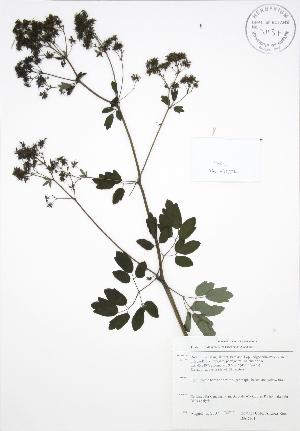  (Thalictrum dasycarpum - BAR161)  @11 [ ] Copyright (2009) Steven Newmaster University of Guelph BIO Herbarium