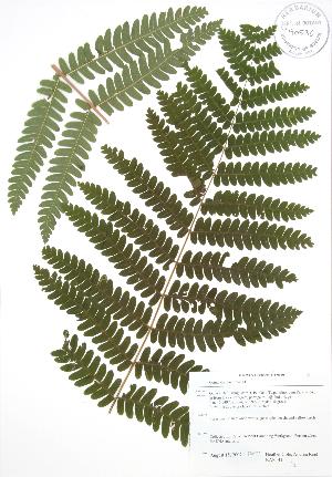  ( - BAR141)  @11 [ ] Copyright (2009) Steven Newmaster University of Guelph BIO Herbarium