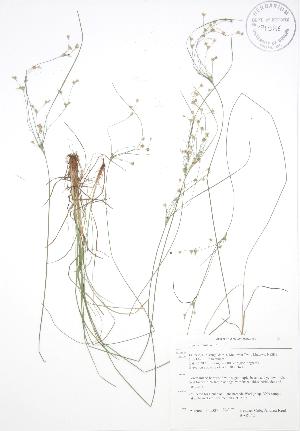  ( - BAR242)  @11 [ ] Copyright (2009) Steven Newmaster University of Guelph BIO Herbarium