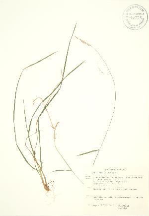  ( - JAG 0820)  @11 [ ] Copyright (2009) Steven Newmaster University of Guelph BIO Herbarium