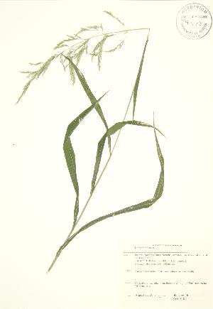  ( - JAG 0810)  @11 [ ] Copyright (2009) Steven Newmaster University of Guelph BIO Herbarium