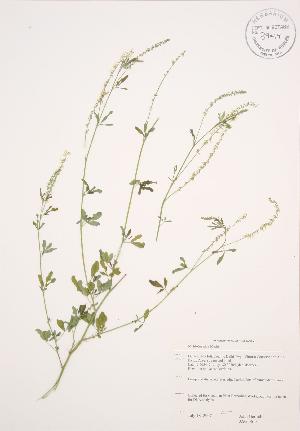  ( - JAG 0615)  @11 [ ] Copyright (2009) Steven Newmaster University of Guelph BIO Herbarium