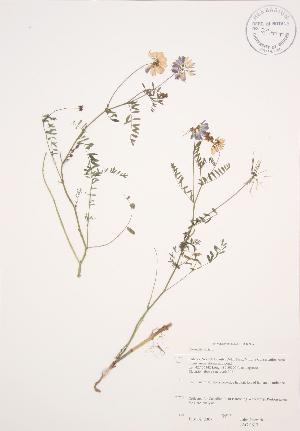  ( - JAG 0617)  @11 [ ] Copyright (2009) Steven Newmaster University of Guelph BIO Herbarium