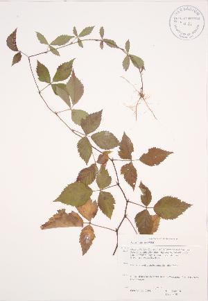  (Rubus flagellaris - JAG 0359)  @11 [ ] Copyright (2009) Steven Newmaster University of Guelph BIO Herbarium