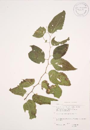  (Celtis occidentalis - JAG 0355)  @11 [ ] Copyright (2009) Steven Newmaster University of Guelph BIO Herbarium