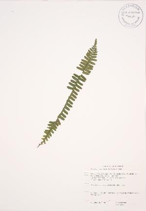  (Asplenium platyneuron - JAG 0354)  @11 [ ] Copyright (2009) Steven Newmaster University of Guelph BIO Herbarium