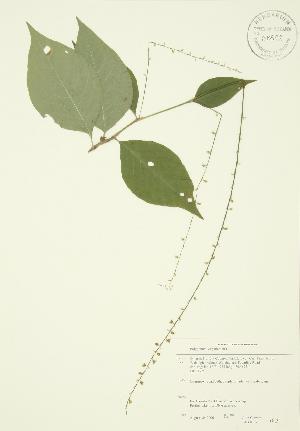  ( - JAG 0037)  @11 [ ] Copyright (2009) Steven Newmaster University of Guelph BIO Herbarium