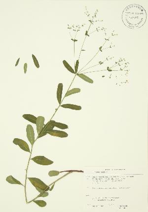  (Euphorbia corollata - JAG 0040)  @11 [ ] Copyright (2009) Steven Newmaster University of Guelph BIO Herbarium