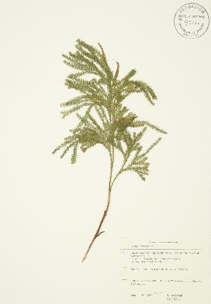  ( - JAG 0336)  @11 [ ] Copyright (2009) Steven Newmaster University of Guelph BIO Herbarium
