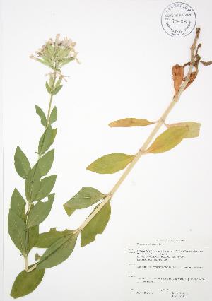  (Saponaria officinalis - JAG 0618)  @11 [ ] Copyright (2009) Steven Newmaster University of Guelph BIO Herbarium