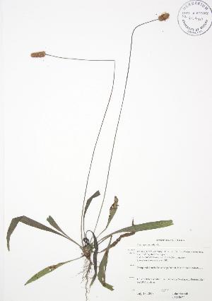  ( - JAG 0622)  @11 [ ] Copyright (2009) Steven Newmaster University of Guelph BIO Herbarium