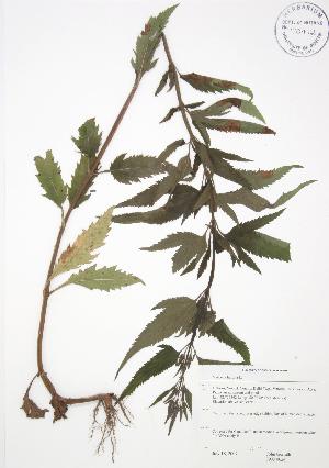  ( - JAG 0624)  @11 [ ] Copyright (2009) Steven Newmaster University of Guelph BIO Herbarium