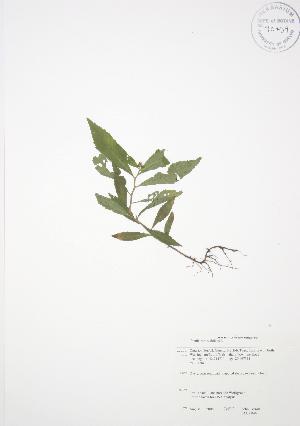  ( - JAG 0046)  @11 [ ] Copyright (2009) Steven Newmaster University of Guelph BIO Herbarium