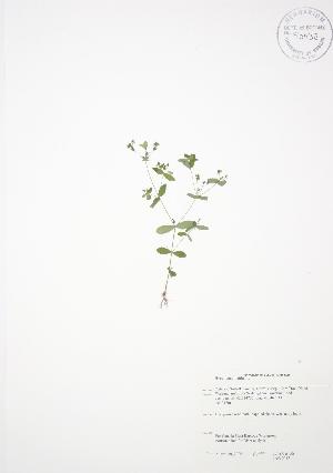  (Hypericum mutilum - JAG 0047)  @11 [ ] Copyright (2009) Steven Newmaster University of Guelph BIO Herbarium