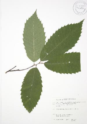  ( - JAG 0049)  @11 [ ] Copyright (2009) Steven Newmaster University of Guelph BIO Herbarium