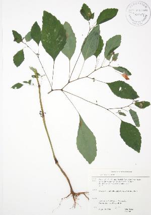  ( - JAG 0053)  @11 [ ] Copyright (2009) Steven Newmaster University of Guelph BIO Herbarium