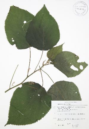  ( - JAG 0650)  @11 [ ] Copyright (2009) Steven Newmaster University of Guelph BIO Herbarium