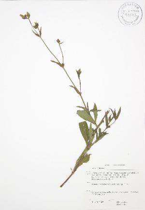  ( - JAG 0656)  @11 [ ] Copyright (2009) Steven Newmaster University of Guelph BIO Herbarium