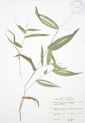  (Dichanthelium latifolium - JAG 0657)  @11 [ ] Copyright (2009) Steven Newmaster University of Guelph BIO Herbarium