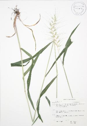  ( - JAG 0660)  @11 [ ] Copyright (2009) Steven Newmaster University of Guelph BIO Herbarium