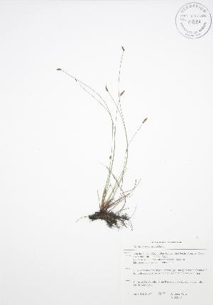  ( - ALR029)  @11 [ ] Copyright (2009) Steven Newmaster University of Guelph BIO Herbarium