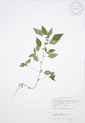  (Acalypha rhomboidea - JAG 0063)  @11 [ ] Copyright (2009) Steven Newmaster University of Guelph BIO Herbarium