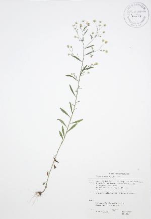  ( - JAG 0064)  @11 [ ] Copyright (2009) Steven Newmaster University of Guelph BIO Herbarium