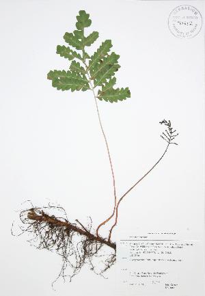  ( - JAG 0066)  @11 [ ] Copyright (2009) Steven Newmaster University of Guelph BIO Herbarium
