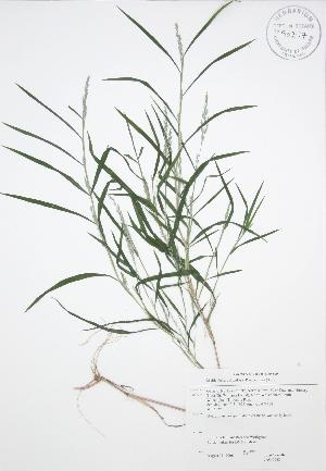  (Muhlenbergia frondosa - JAG 0068)  @11 [ ] Copyright (2009) Steven Newmaster University of Guelph BIO Herbarium
