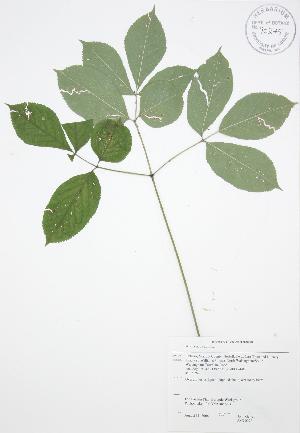  ( - JAG 0073)  @11 [ ] Copyright (2009) Steven Newmaster University of Guelph BIO Herbarium