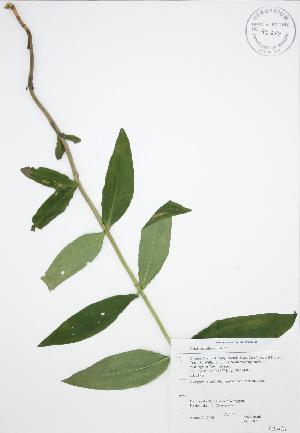  (Gentiana andrewsii - JAG 0082)  @11 [ ] Copyright (2009) Steven Newmaster University of Guelph BIO Herbarium