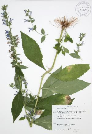  (Lobelia siphilitica - JAG 0083)  @11 [ ] Copyright (2009) Steven Newmaster University of Guelph BIO Herbarium