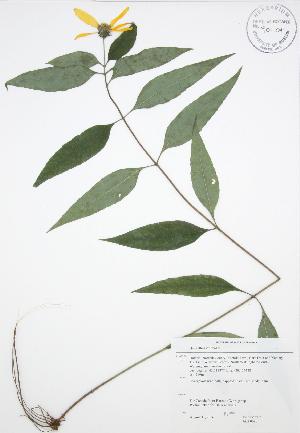  ( - JAG 0090)  @11 [ ] Copyright (2009) Steven Newmaster University of Guelph BIO Herbarium