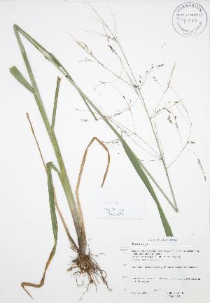  ( - JAG 0639)  @11 [ ] Copyright (2009) Steven Newmaster University of Guelph BIO Herbarium