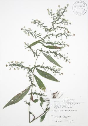  (Symphyotrichum lateriflorum - JAG 0120)  @11 [ ] Copyright (2009) Steven Newmaster University of Guelph BIO Herbarium