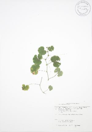  (Hydrocotyle americana - JAG 0117)  @11 [ ] Copyright (2009) Steven Newmaster University of Guelph BIO Herbarium