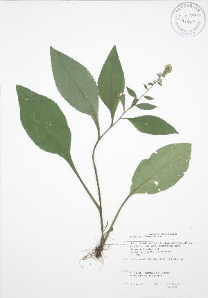  (Solidago patula - JAG 0113)  @11 [ ] Copyright (2009) Steven Newmaster University of Guelph BIO Herbarium