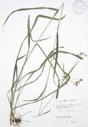  (Scirpus atrovirens - JAG 0112)  @11 [ ] Copyright (2009) Steven Newmaster University of Guelph BIO Herbarium