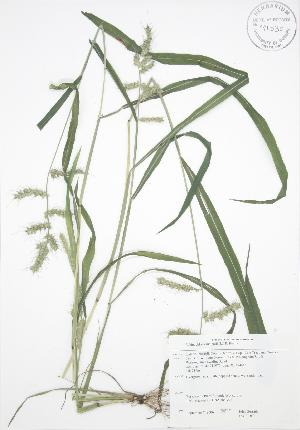  ( - JAG 0107)  @11 [ ] Copyright (2009) Steven Newmaster University of Guelph BIO Herbarium