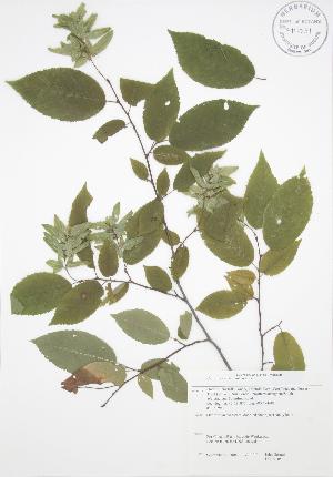  (Carpinus caroliniana - JAG 0105)  @11 [ ] Copyright (2009) Steven Newmaster University of Guelph BIO Herbarium