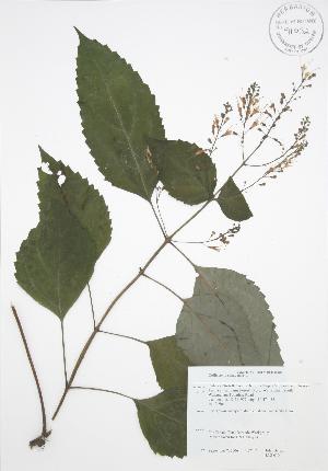  (Collinsonia canadensis - JAG 0104)  @11 [ ] Copyright (2009) Steven Newmaster University of Guelph BIO Herbarium