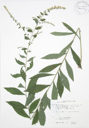  (Solidago rugosa - JAG 0103)  @11 [ ] Copyright (2009) Steven Newmaster University of Guelph BIO Herbarium