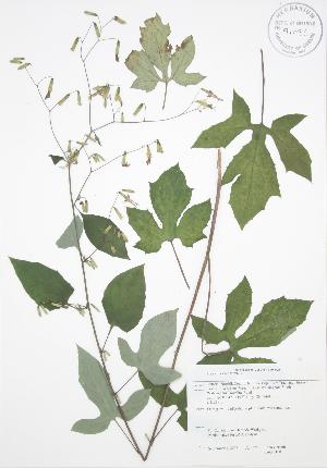  (Prenanthes altissima - JAG 0100)  @11 [ ] Copyright (2009) Steven Newmaster University of Guelph BIO Herbarium