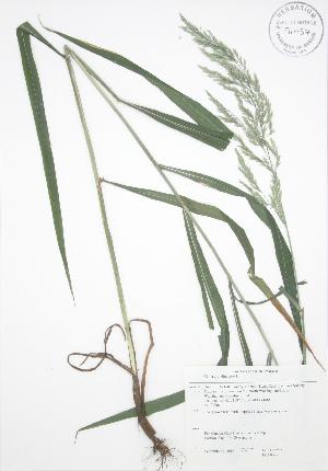  ( - JAG 0099)  @11 [ ] Copyright (2009) Steven Newmaster University of Guelph BIO Herbarium